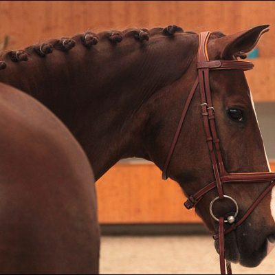 Butet Flash Noseband Bridle 4