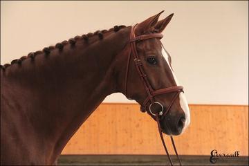 Butet Flash Noseband Bridle