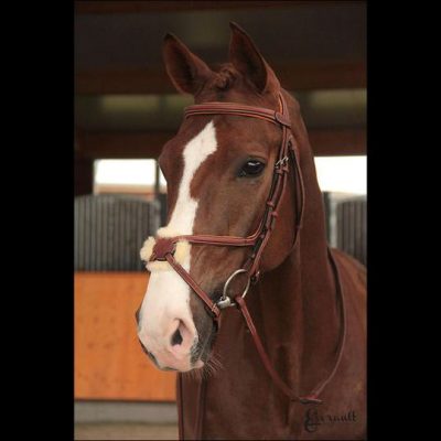 Butet Grackle Noseband Bridle