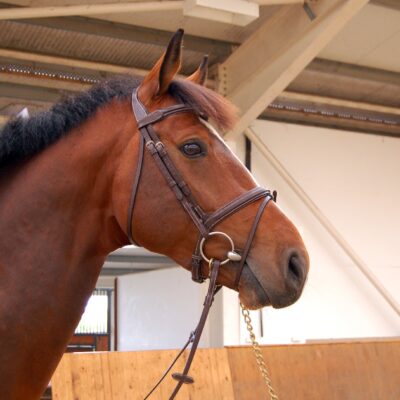 Butet Flash Noseband Bridle (3)