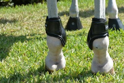 Equifit Young Horse Fetlock Boots