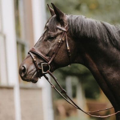 Dy'on Collection Anatomic Bridle