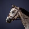 Dy'on New English Collection Difference Bridle