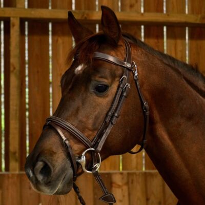 Dy'on Working Collection Fancy Flash Noseband Bridle