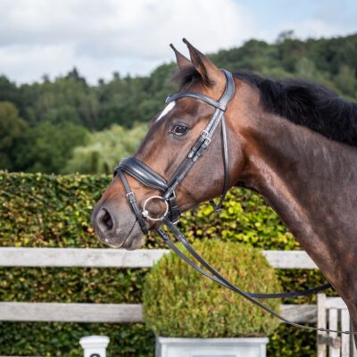 Dy'on New English Dressage Collection