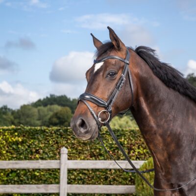 Dy'on Dressage Medium Crank Noseband Bridle with Flash