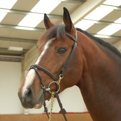 Sederholm Training Bridle