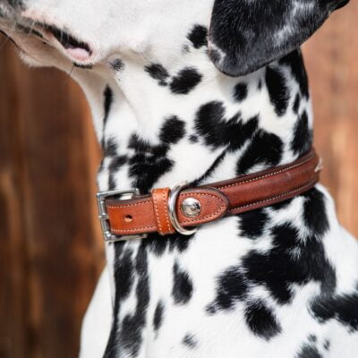 Butet Dog Collar 2