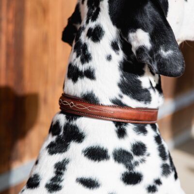 Butet Dog Collar 3