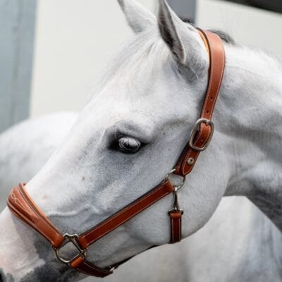 Butet Leather Headcollar 3