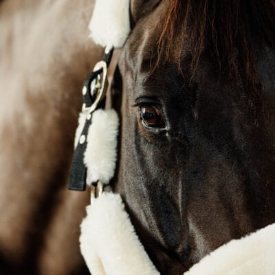 Alternative view of Kentucky Sheepskin Shipping Headcollar