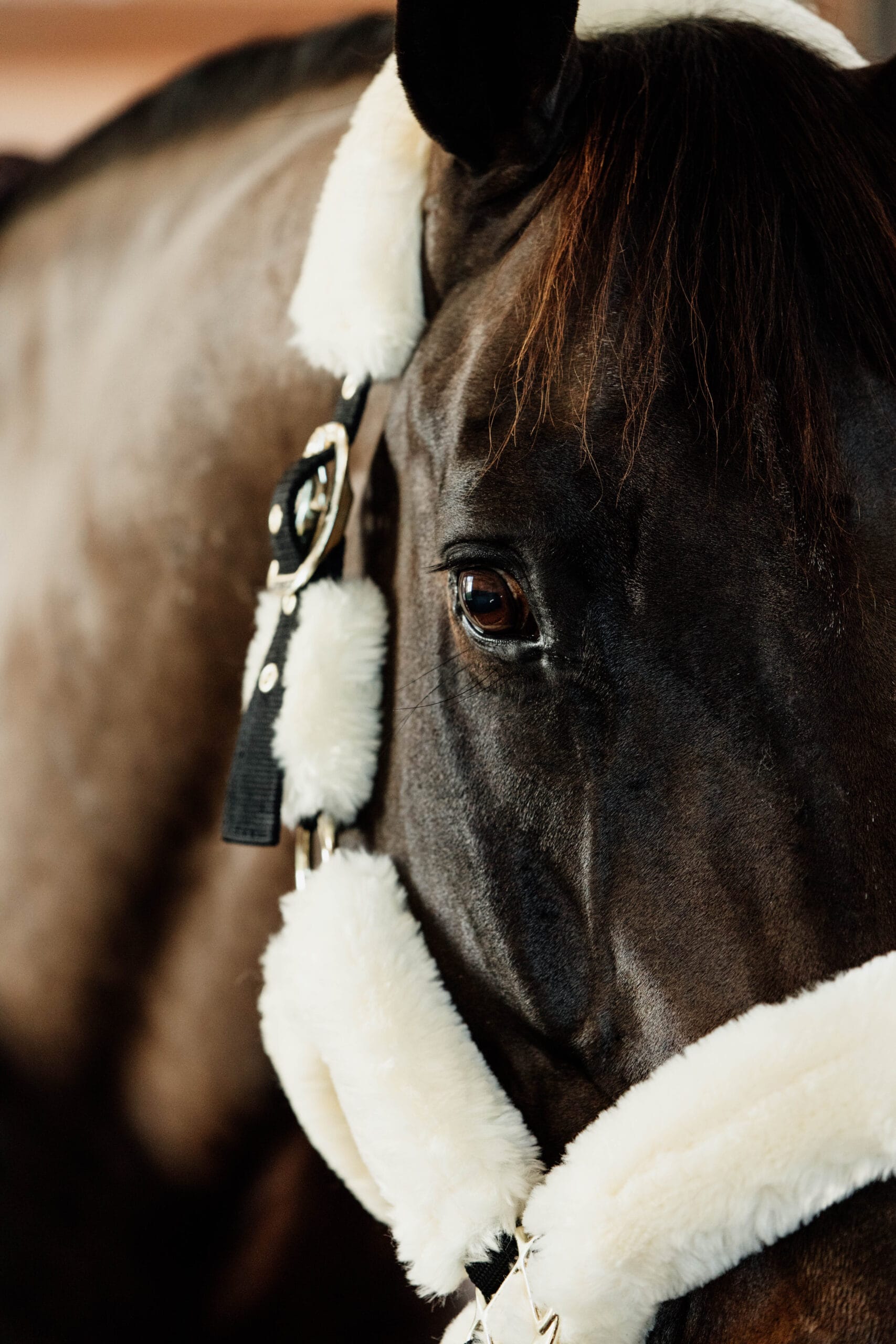 Kentucky Sheepskin Shipping Headcollar - Image 2