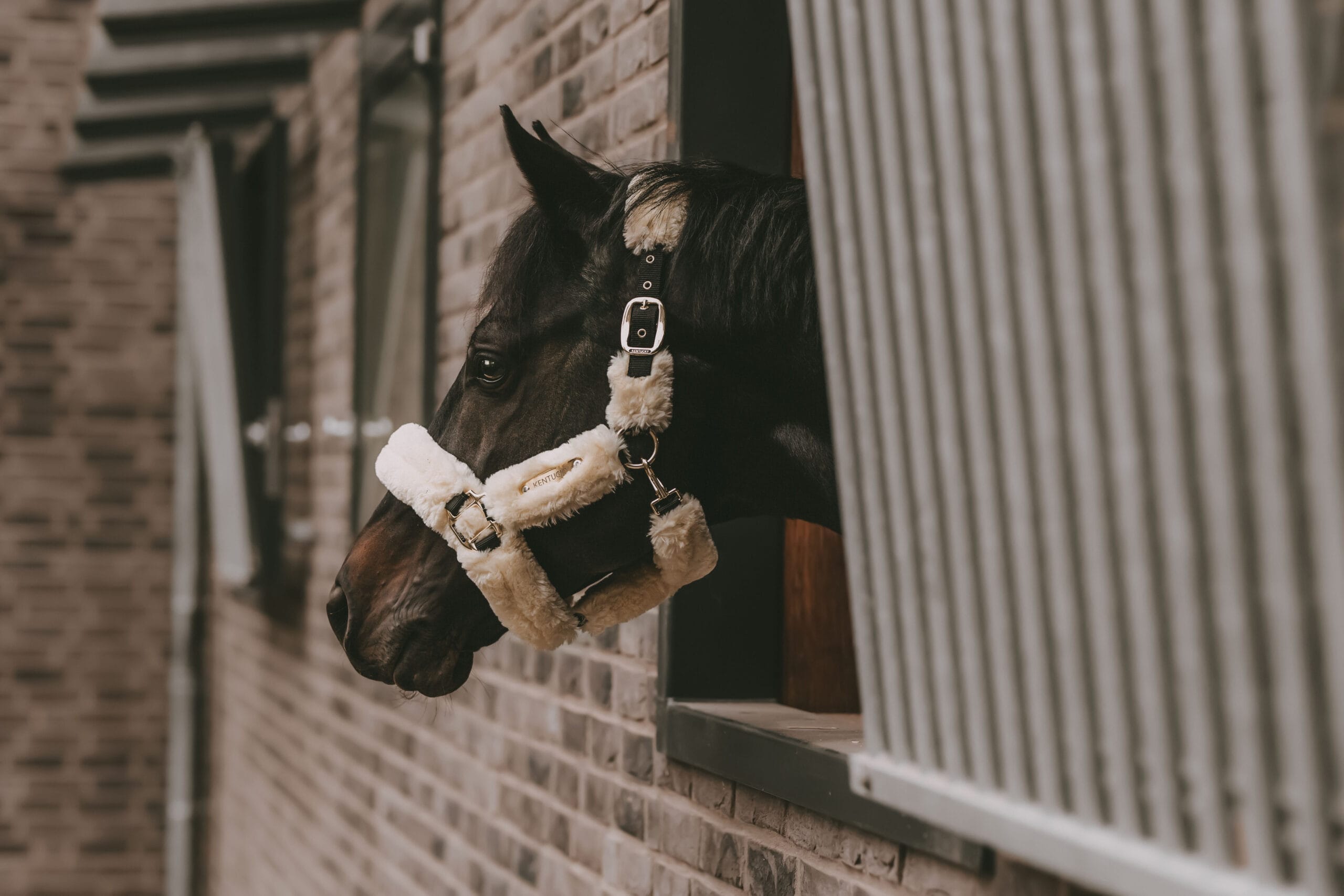 Kentucky Sheepskin Shipping Headcollar - Image 4